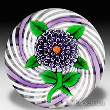 John Deacons 2015 purple pompon on latticinio swirl paperweight. by John Deacons