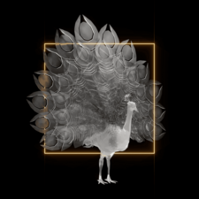 #6342 - DI Animals | OpenSea