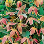 Clematis 'My Angel'