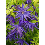 Clematis 'SPIKY '