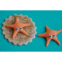 Fondant Shells Starfish Sand dollars Fondant Wedding cake Cupcake topper - perfect for beach , summer party