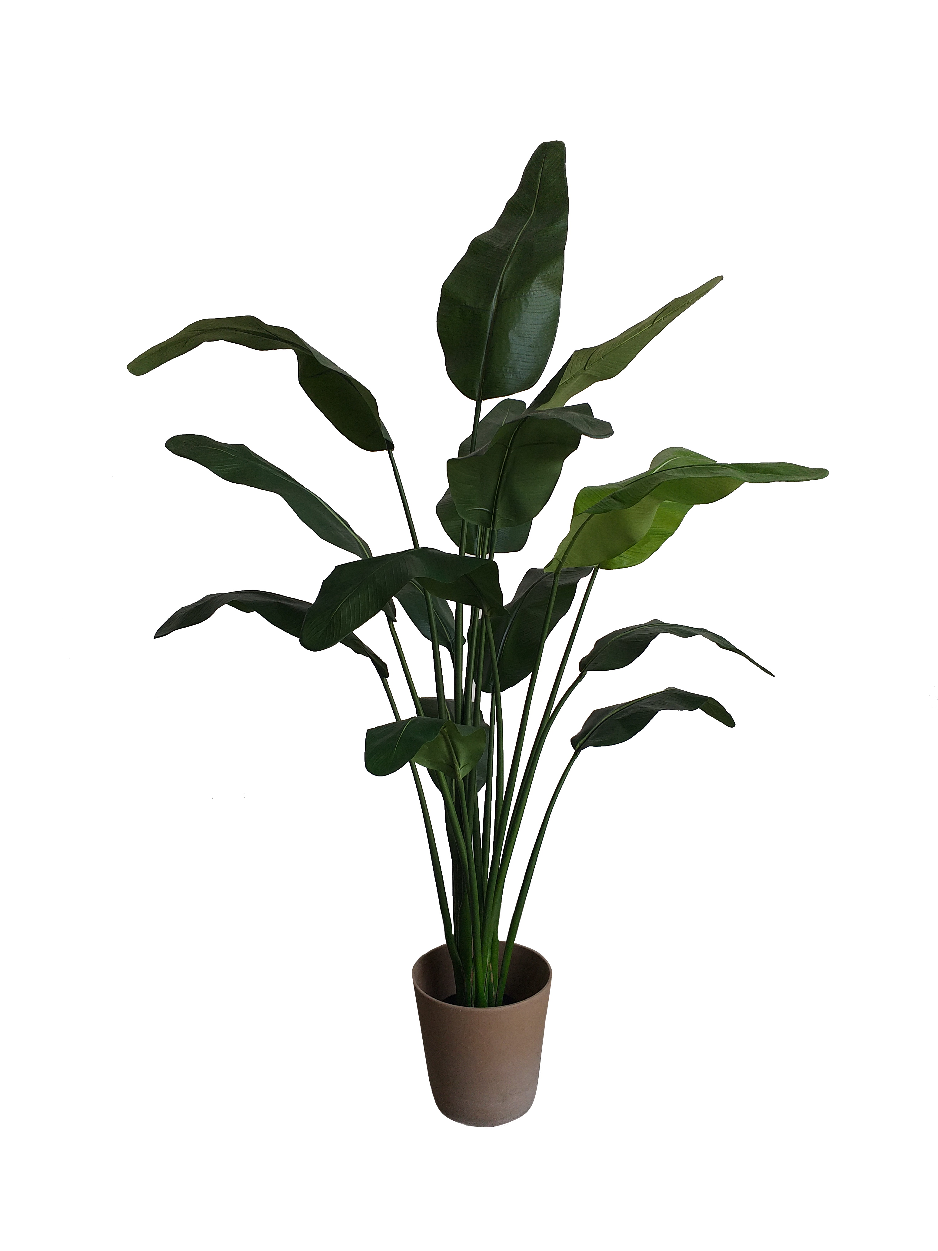 Traveller Palm 1.8m height