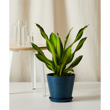 bloomscape dracaena golden heart_lg_indigo