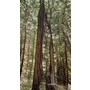 From The Redwood Forest | R...