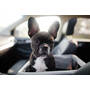 Buy French Bulldog Online