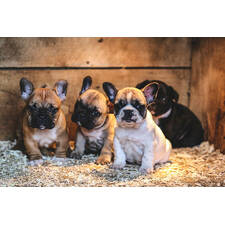 WELCOME TO HAPPYBARK FRENCHIES