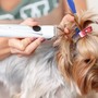 Dog Grooming Service