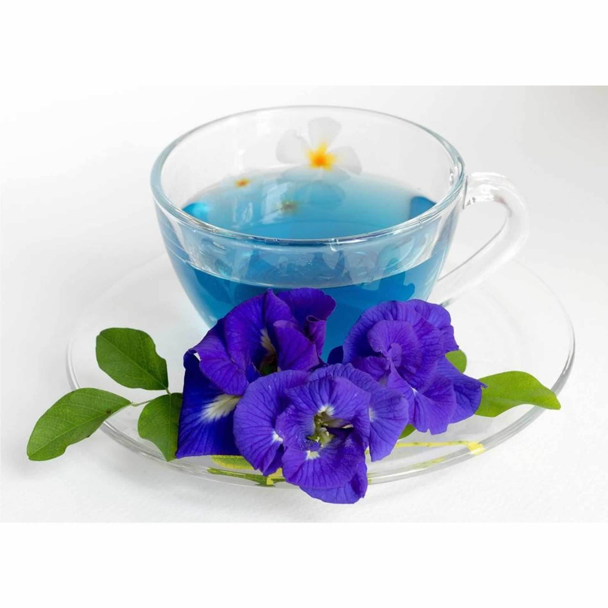 Blue Pea Tea Antioxidant