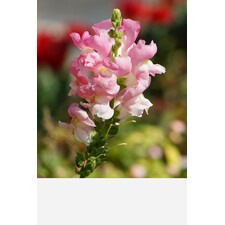 Alumalite Outdoor Signs | Top Choice for Trade Show Exhibits