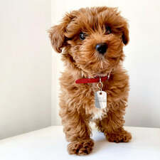 Sterling Silver Dog Collar Tag by Krysaliis