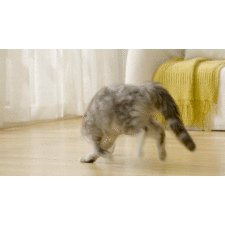 Bubble Laser Cat Toy