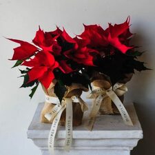 christmas flowers delivery melbourne