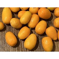 Citrus Trees For Sale