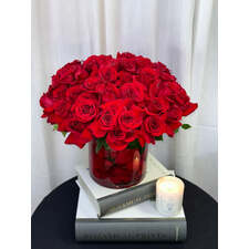 Velvet Rose Splendor