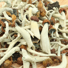 Blue Meanie Magic Mushrooms Strain | Online Sale in Canada