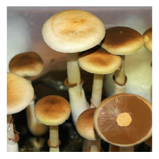 Colombian Rust Spore