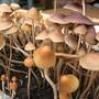 Psilocybe Mexicana