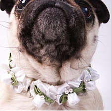Embellished White Ribbon Dog Collars with Petal Flowers and Pearls - A Pet's World