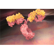 Antibody Discovery Services