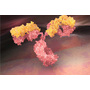 Antibody Discovery Services
