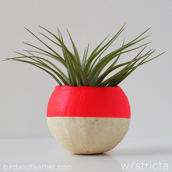 Neon Red AIr Plant Pot with Air Plant
