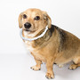 Puka Shell Dog Collar - Dogs -  - Puppies Make Me Happy