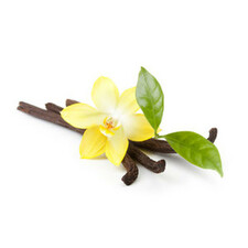 Vanilla Gelato Flavor – Classic Flavor, Effortless Preparation!