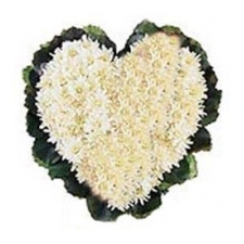White Seasonal Flowers - Beautifully Arrenged in Heart Shaped Basket