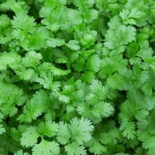 coriander plant