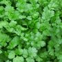 coriander plant