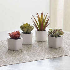 View Faux Mini Potted Succulents, Set of 4 - image 1 of 1
