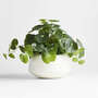 View Potted Faux Pilea Plan...