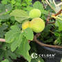 LSU Gold Fig Tissue Culture Plant "Ficus carica"