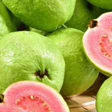 Guava Taiwan Pink Tissue Culture Plants"Psidium Guajava"