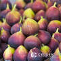 Chicago Hardy Fig Tissue Cu...