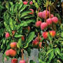 Mango Ambika Grafted Plants...