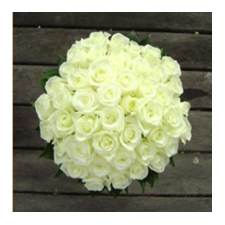 12 white Roses | PHILIPPINE FLOWERS DELIVERY