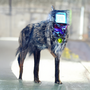 Cyberpunk Animal - ThetaDrop