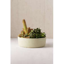  Succulent Planter