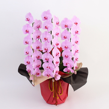 フラワーギフトの日本総合園芸オンラインショップ / 【胡蝶蘭大輪（ピンク）3本立ち】お祝い用