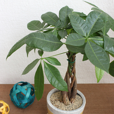 フラワーギフトの日本総合園芸オンラインショップ / ミニ観葉植物【パキラ】