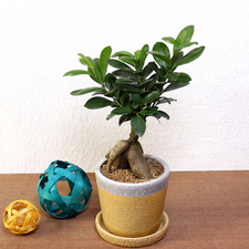 フラワーギフトの日本総合園芸オンラインショップ / ミニ観葉植物【ガジュマル】