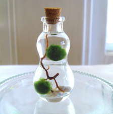 SALE Zen Pet Micro Marimo Moss Balls Gourd Bottle Mini Terrarium
