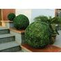 UV Boxwood Topiary Ball - 48cm – Designer Vertical Gardens