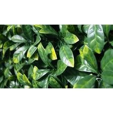 Sample - Lemon Leaf Hedge Panel (25cm x 25cm)