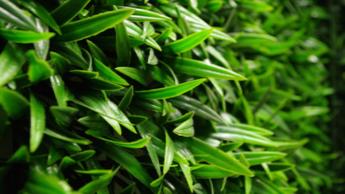 Sample - Mondo Grass Hedge ...