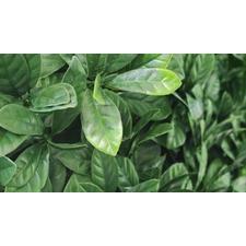 Sample - Laurel Leaf Hedge Panel (25cm x 25cm)