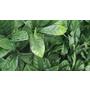 Sample - Laurel Leaf Hedge Panel (25cm x 25cm)
