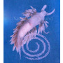 Berghia Nudibranch Egg spirals