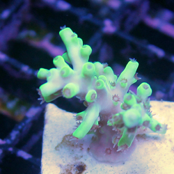 Aquacultured Yellow Tip Acr...